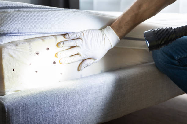 Best Best Pest Control Companies  in Lake Of The Woods, VA